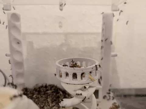 Colloseum Feeding Dish