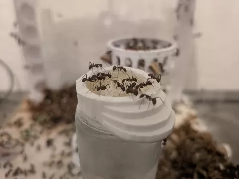 Feeding Bowl for Insects