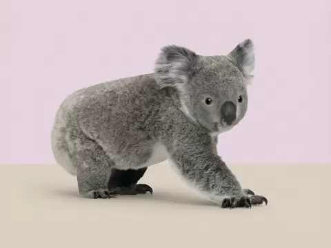 Wildlife Art - Koala Bear
