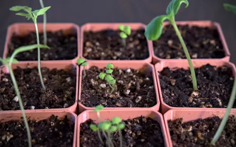 Parametric Seed Starter
