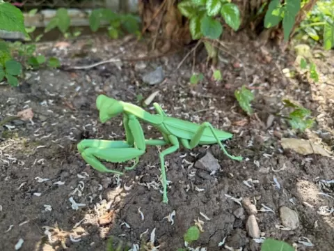 Insect Praying Mantis