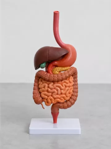 Anatomy model of the human digestive system - Anatomiemodell des menschlichen Verdauungssystems