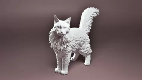 Maine coon cat