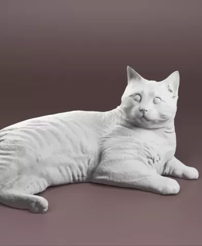Cat lying down