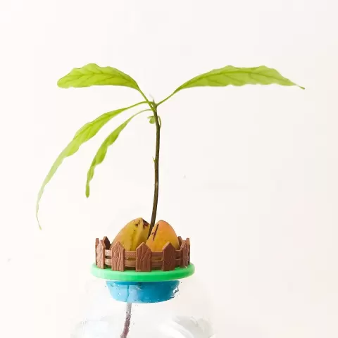 Mini Avocado Garden
