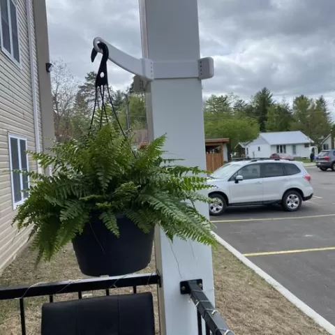 Fern Hangers Outdoor
