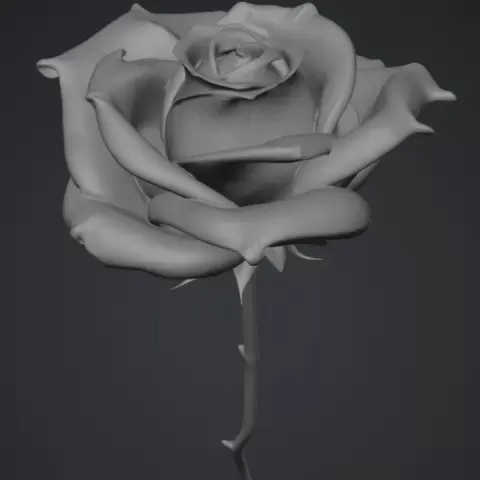 rose - Ray & Grace
