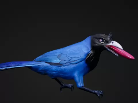Gralha Azul - Dodackmann
