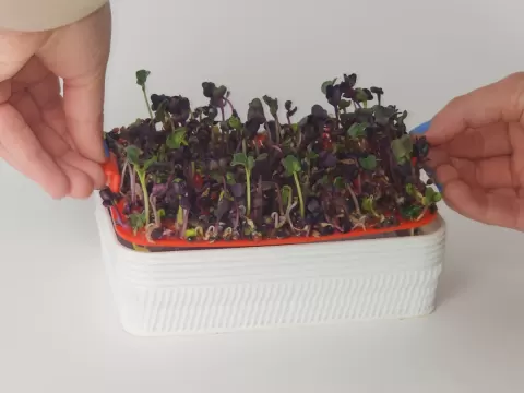 Hydroponic Tray