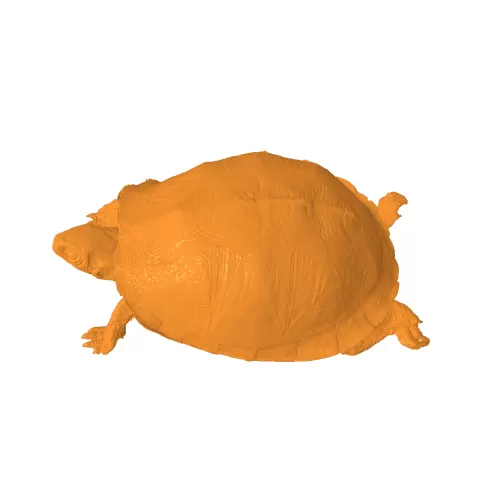 Natural Turtle