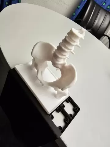 Gridfinity pelvis