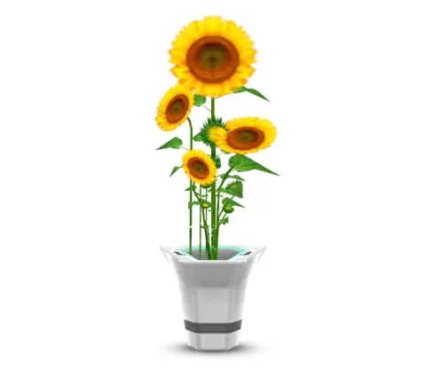 Potted Sunflowers
