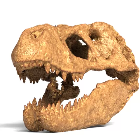 Highly Detailed Realistic Tyrannosaurus Rex Skull 3D Printable Model - Vertebrate Paleontology by Siddique
