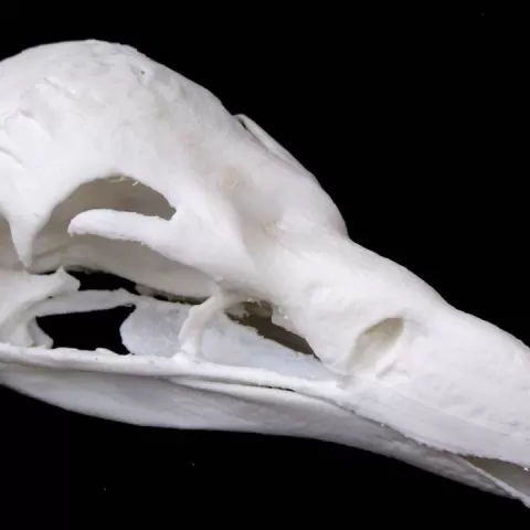 Skull of a Griffon Vulture (Gyps vulvus) by Juliane Hinz
