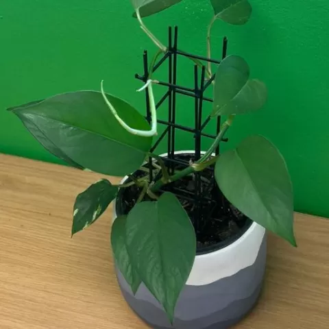 Plant Support Frame