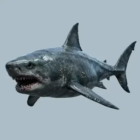 Megalodon