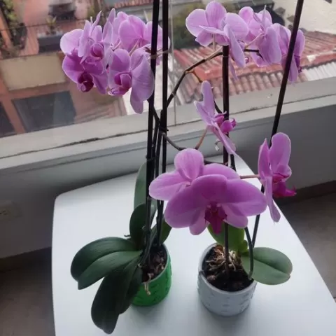 ORCHID POT