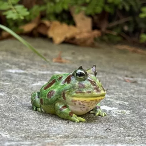 Pac-man Frog