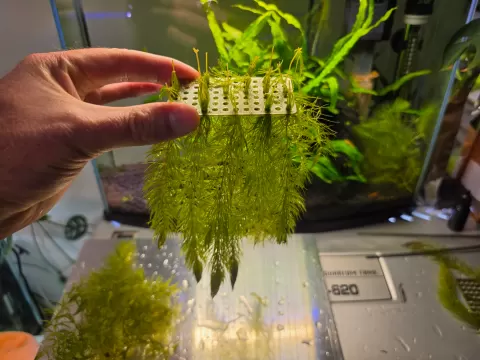 Aquarium aquascape stem plant under gravel anchor
