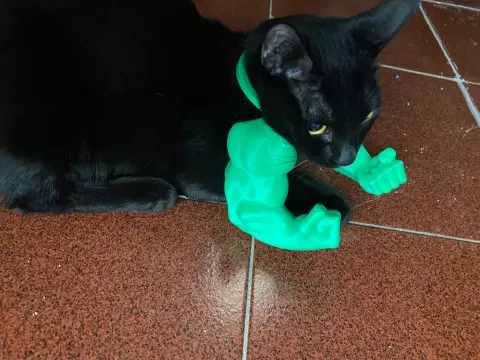 Hulk arms on cat