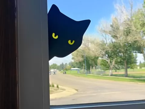 Peeking Cat