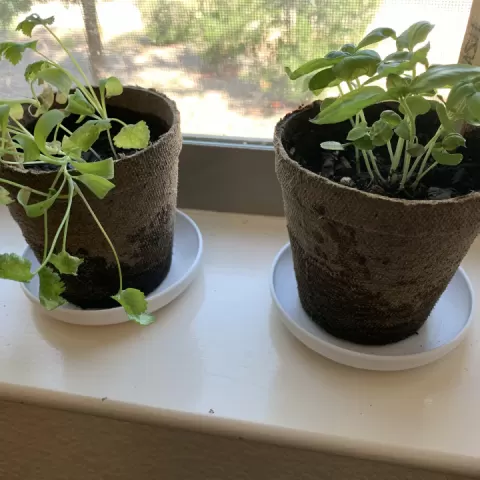 Planter Pot Plate by Brad