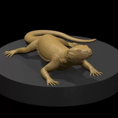 Bearded Dragon Lizard Dragon and Bearded Dragon Lizard