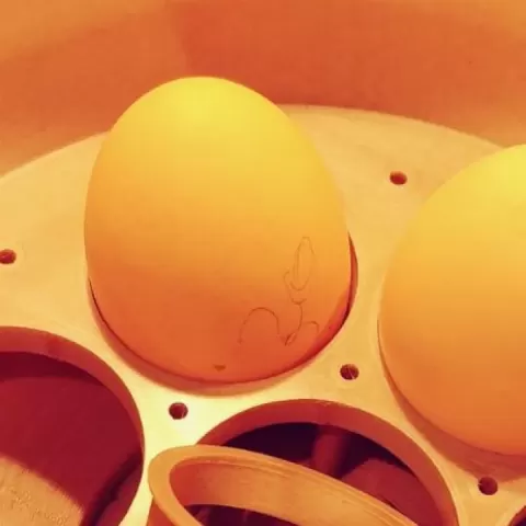 Eggsbox by Lagrange Bruno