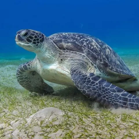 hurt turtle