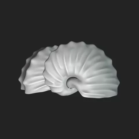 Shell Argonauta Hians - Paper Nautilus 3D Model