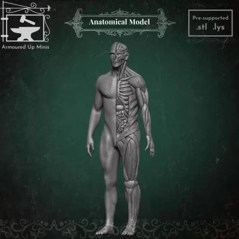 Anatomical Model by Armoured Up Minis