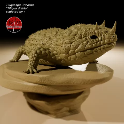 Tiliqua Diablo