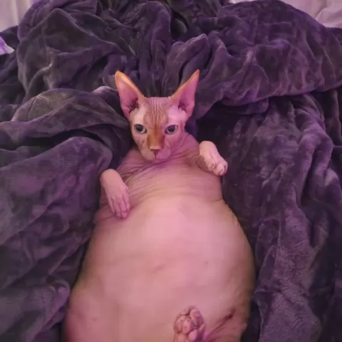 Brian the fat cat - Isaac Roniger