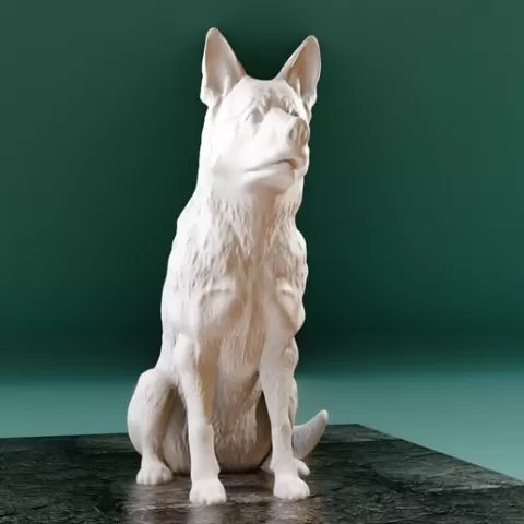 Malinois dog