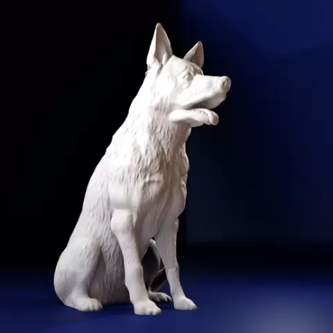 Malinois Dog