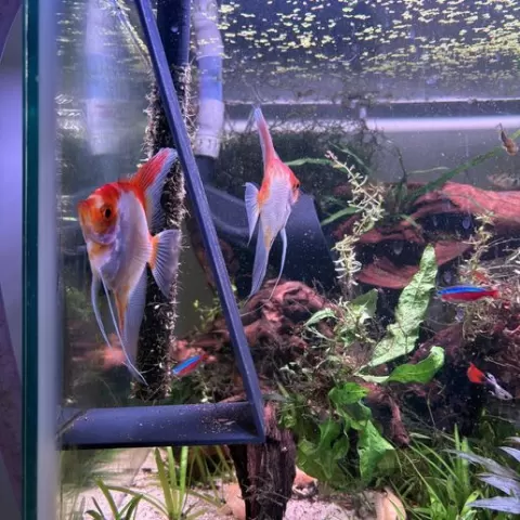 Angelfish breeding slate