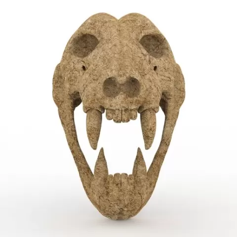 Jaguar skull
