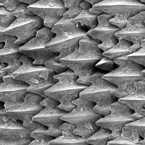 Shark Skin Denticle Layout by Brian