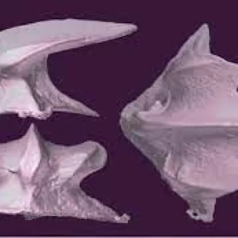 Shark Skin Denticle by Brian