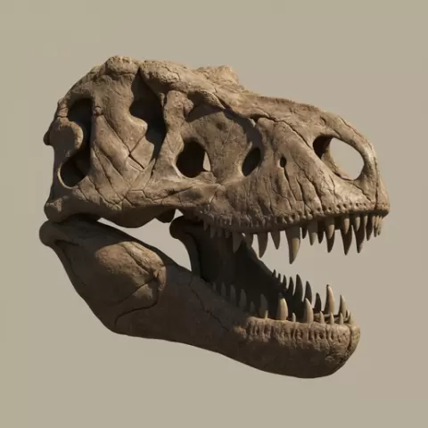 T-Rex Skull