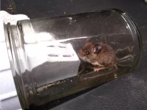 Mason Jar Mouse Trap