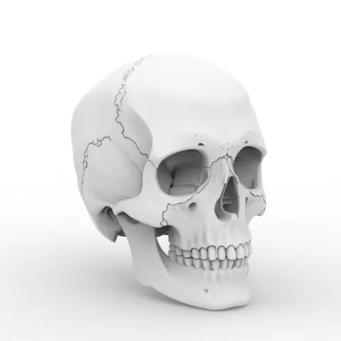 Human Skull Print Model