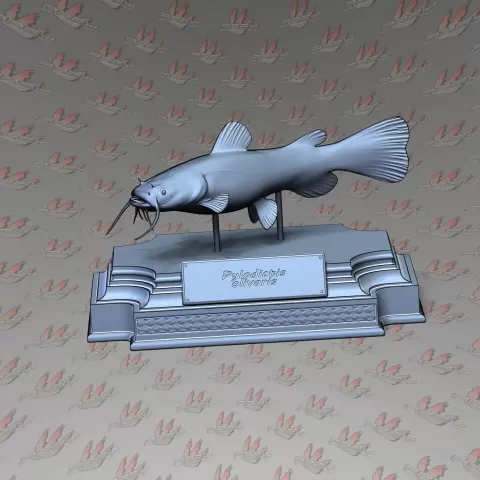 FLATHEAD CATFISH - PREYstudio