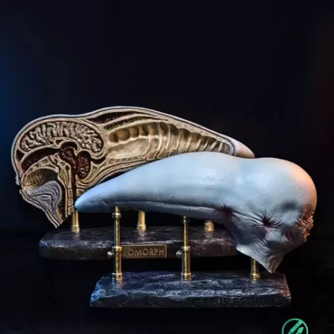 Alien covenant - Dissected neomorph head