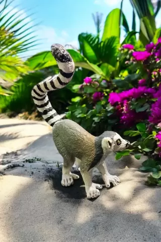 Ring-tailed lemur - "kozo"