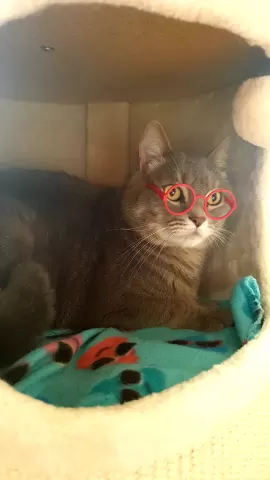 Cat Glasses