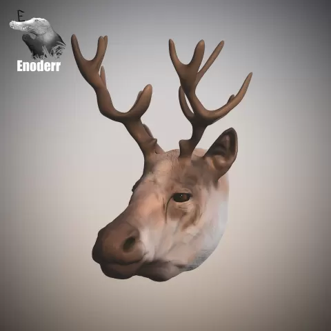 Reindeer - Enoderr