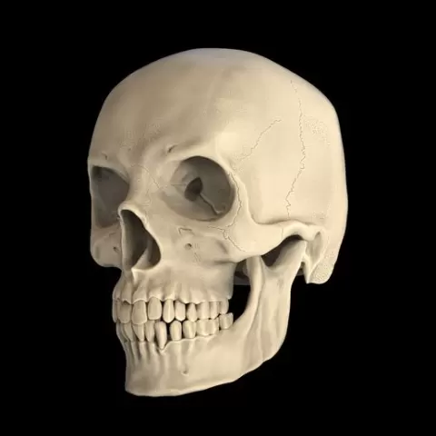 Human Male Skull 3D Model