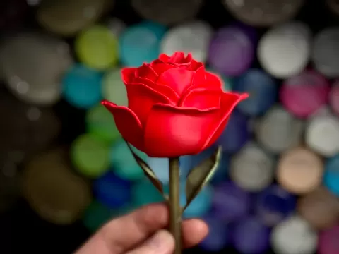 Rose
