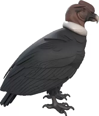 Condor Chilean bird